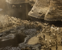 Abbeverata cammelli  nella guelta di Archei Foto n. POA1096