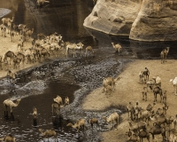 Abbeverata cammelli  nella guelta di Archei Foto n. POA1101