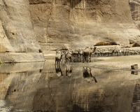 Abbeverata cammelli  nella guelta di Archei Foto n. POA1123