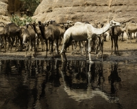 Abbeverata cammelli  nella guelta di Archei Foto n. POA1130