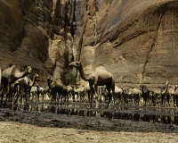 Abbeverata cammelli  nella guelta di Archei Foto n. POA1132