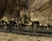 Abbeverata cammelli  nella guelta di Archei Foto n. POA1133