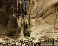 Abbeverata cammelli  nella guelta di Archei Foto n. POA1035