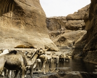 Abbeverata cammelli  nella guelta di Archei Foto n. POA1138
