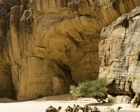 Abbeverata cammelli  nella guelta di Archei Foto n. POA1146