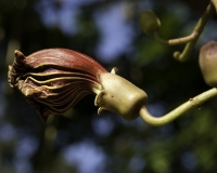 Fiore nel National Botanical Gardens o Entebbe Botanical Gardens Foto n. 1635