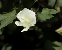 Fiore del cotone nella Riserva di Pian Upe in Uganda Foto n.1747