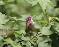 Fiore del cotone nella Riserva di Pian Upe in Uganda Foto n.1754