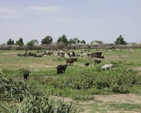 Pascolo in Karamoja, Uganda Foto n. 1832