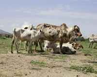 Mucche in Karamoja, Uganda Foto n. 1836