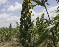 Girasoli in Karamoja, Uganda Foto n. 1842