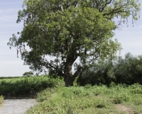 Albero delle salsicce prima del Villaggio di Nakapelinoru, etnia Jie, Uganda Foto n. 1925