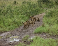 Leoni nel Kidepo National Park, Uganda Foto 2070