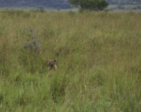 Leoni nel Kidepo National Park, Uganda Foto 2077