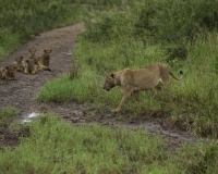 Leoni nel Kidepo National Park, Uganda Foto 2083