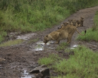 Leoni nel Kidepo National Park, Uganda Foto 2084