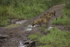 Uganda animali 2011