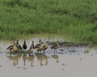 Fulvous Whistling duck nel Kidepo National Park, Uganda Foto 2107