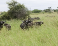 Bufali nel Kidepo National Park, Uganda Foto 2117
