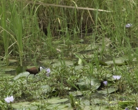 African Jacana nel Kidepo National Park, Uganda Foto 2189