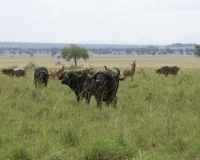 Bufali nel Kidepo National Park, Uganda Foto 2196