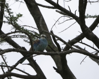 Abissinian Roller nel Kidepo National Park, Uganda Foto 2230