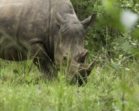 Rinoceronte nel Santuario di Ziwa in Uganda Foto 2345