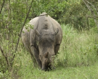 Rinoceronte nel Santuario di Ziwa in Uganda Foto 2384