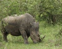 Rinoceronte nel Santuario di Ziwa in Uganda Foto 2387