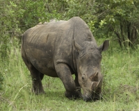 Rinoceronte nel Santuario di Ziwa in Uganda Foto 2389
