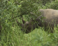 Rinoceronte nel Santuario di Ziwa in Uganda Foto 2422