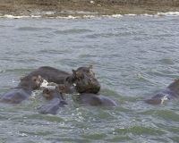 Ippopotami nel Canale Kazinga del Elizabeth National Park Foto 2510