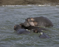 Ippopotami nel Canale Kazinga del Elizabeth National Park Foto 2517