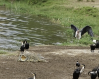Coccodrillo ed uccelli nel Canale Kazinga del Elizabeth National Park Foto 2630