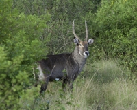 Waterbuck maschi e femmine  nel Elizabeth National Park Foto 2662