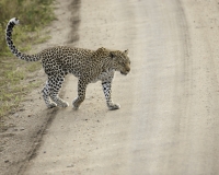 Leopardo nel Elizabeth National Park Foto 2685