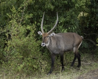 Waterbuck nel Elizabeth National Park Foto 2694