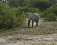Elefanti nel Elizabeth National Park, Uganda Foto 2714