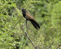 Uccelli nel Elizabeth National Park, Uganda Foto 2743
