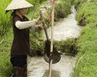 Lavoro nelle risaie lungo la strada Hanoi-Baia di Halong / Foto n. 0054