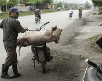 Trasporti lungo la strada Hanoi-Baia di Halong / Foto n. 0086