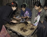 Pescetti di fango al Mercato di Sittwe Foto n. AOK9225
