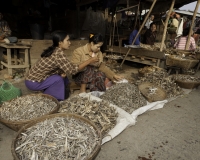 Pesci essiccati al Mercato di Sittwe Foto n. AOK9229