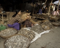 Pesci essiccati al Mercato di Sittwe Foto n. AOK9229