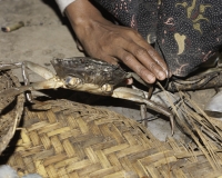 Granchi al Mercato di Sittwe Foto n. AOK9246