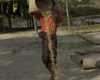 Vagliatura del riso vicino un Tempio  in Mrauk U Foto n.  AOK9342